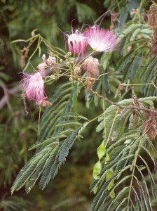 mimosa-flower-and-pod