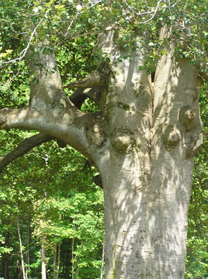 holly052407