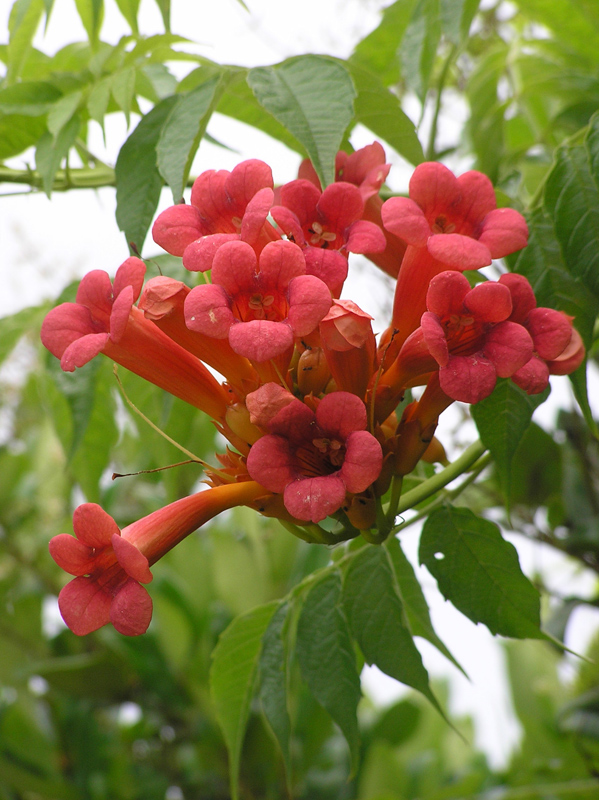 Trumpet Creeper Vine