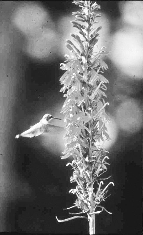Brilliant red Cardinal Flowers never fail to attract Hummingbirds.