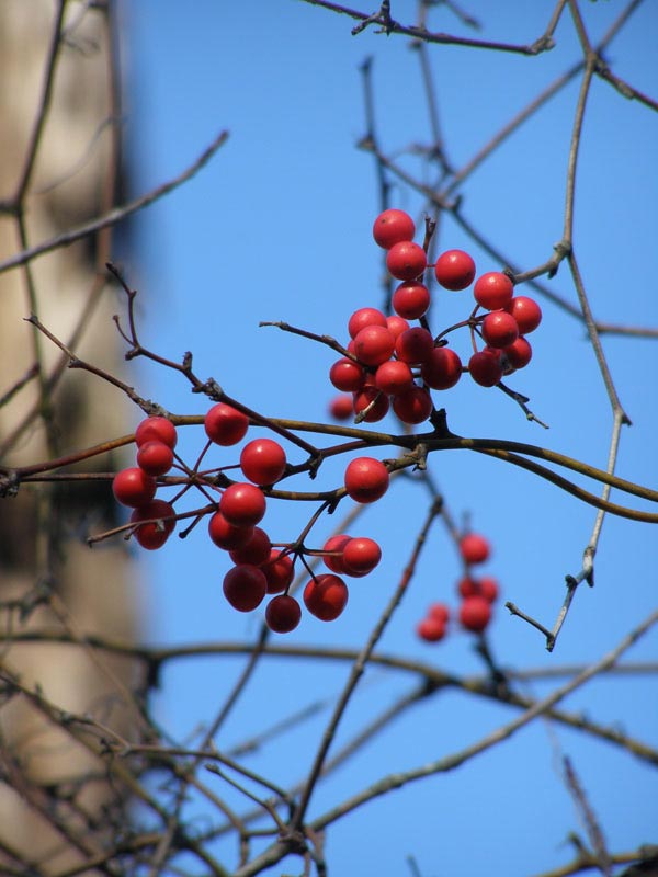 The brilliant red of Red-berried Swamp Smilax adorns bare tree branches in swampy sites. Photo by Ken Moore.