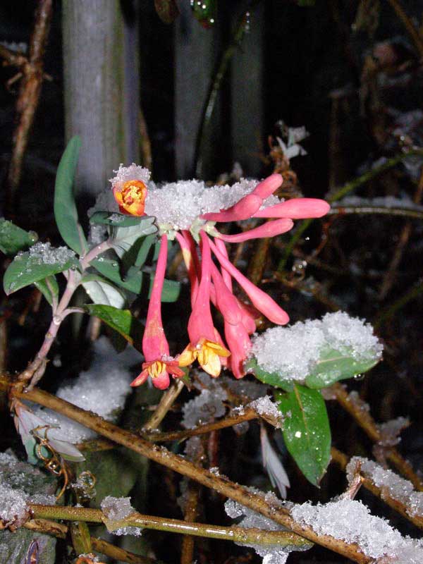 Coral Honeysuckle flowering in mid-winter. Photo by Ken Moore.