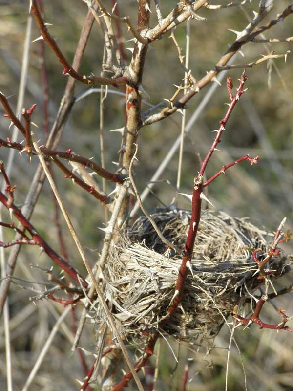 Thorny red stems of Carolina Rose secure a bird nest two feet above the ground. Photo by Ken Moore.