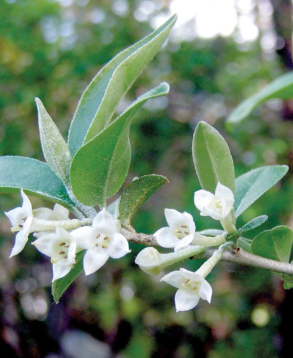 Autumn olive is an â€˜Ill-natured Agnesâ€™. Photo by Ken Moore.
