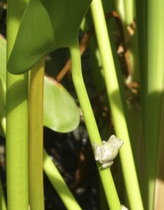 Photo by Ken Moore. Young gray tree frog on pickerelweed stem in Natural Science Museumâ€™s wild garden on Raleighâ€™s Jones Street.