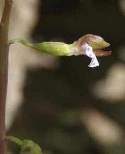 Photo by Ken Moore. You have to take a really close-up look to see the one-eighth-inch flowers of coralroot.