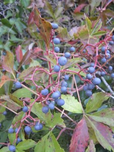 Photo by Ken Moore. The beautiful blue berries of Virginia creeper are not edible.