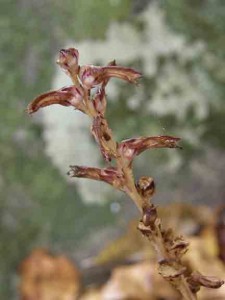 Photo by Dave Otto. The purplish flowers of the leafless, parasitic beech-drops can be found now in the forests beneath beech trees.