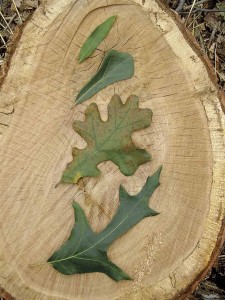 Photo by Ken Moore. (Top to bottom) Leaves of Weaver Streetâ€™s willow oak, water oak, post oak and southern red oak.