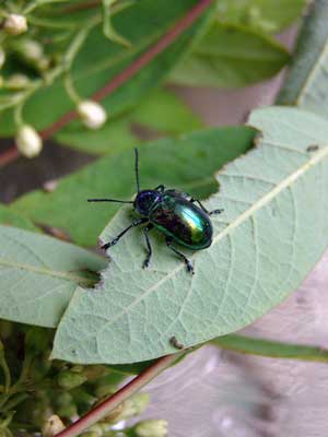 Dogbane-beetle-002