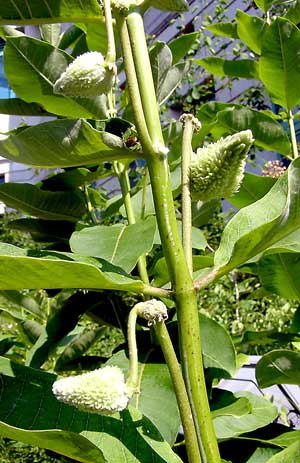 Milkweed-pods