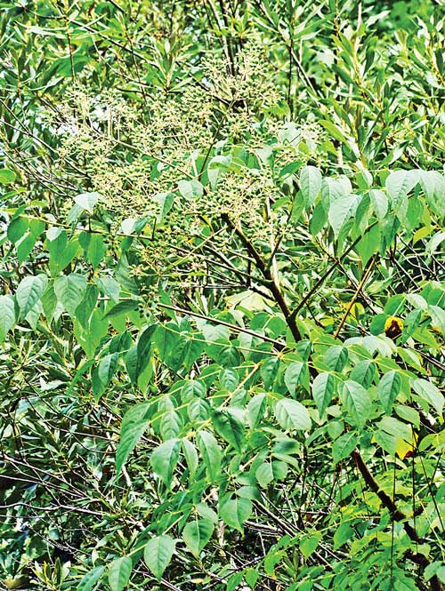 Devil's-Walking-Stick-