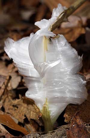 Frost-flower-1