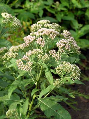 Pluchea-flower-head-