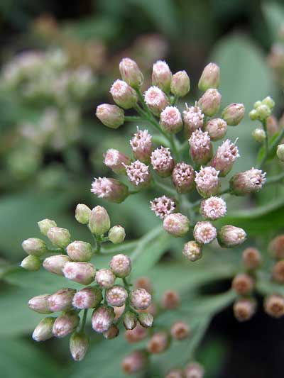 Pluchea-flowers-closeup