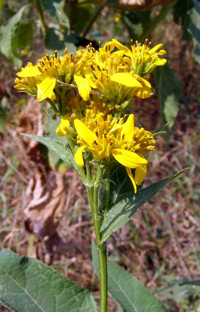 Wing-stem-flower-heads