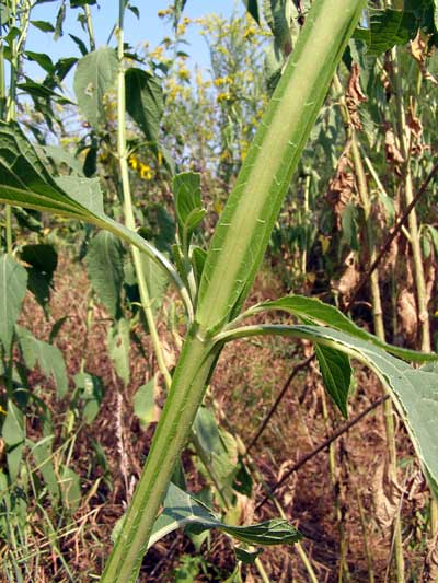 Wing-stem's-winged-stem