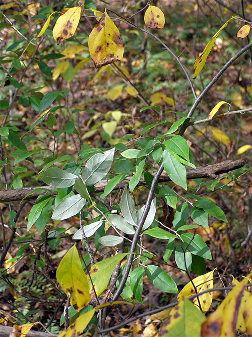 Eleagnus-and-Spice-Bush