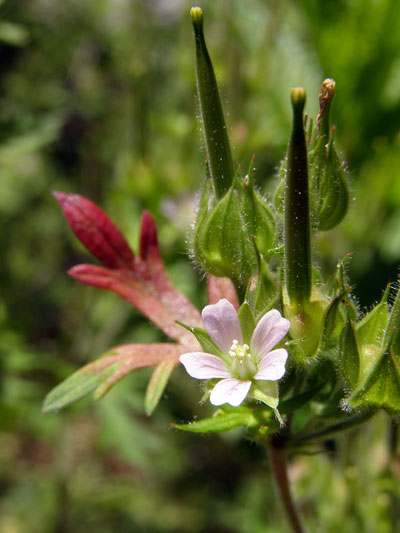 Crane's-Bill-Flower1