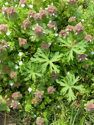 Geranium-leaves1