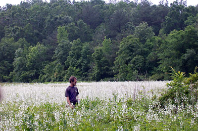 Penstemon-dan1