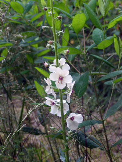 White-moth-mullein1