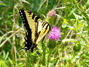 Bull-thistle-&-swallowtail-by-Parker-Chesson1