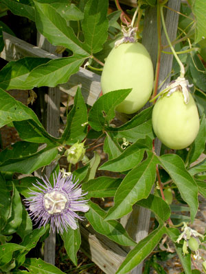 Maypops-(2)