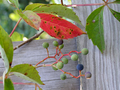 Va-creeper-berries
