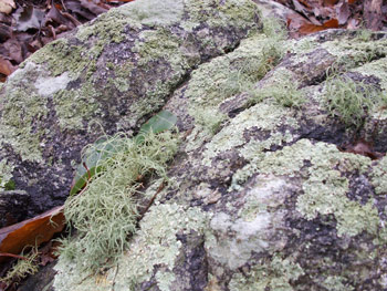 Lichens-on-rock-by-Gary-Perlmutter