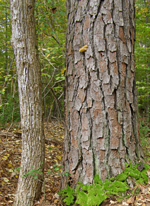Two-bark-types