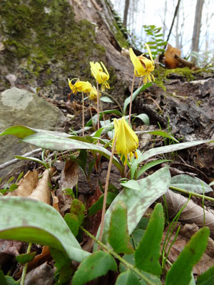 Trout-Lilies-on-Bolin-Creek-by-Brian_web