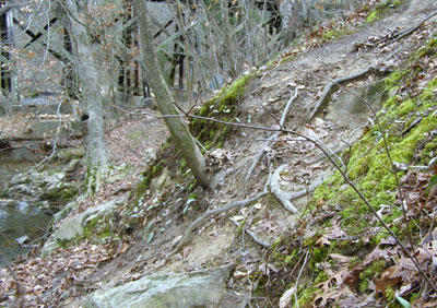 trout-lily-slope-degraded_web