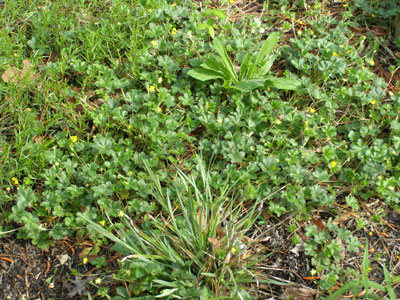 cinquefoil-green-mulch_web