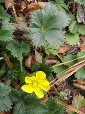 cinquefoil-leaf-and-flower_web
