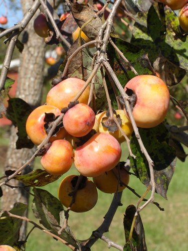 Persimmon-fruit_web