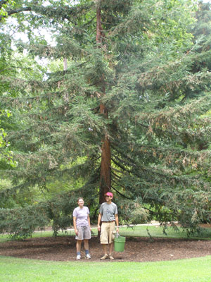 'Chapel-Hill'-coastal-redwood-in-Coker-Arboretum