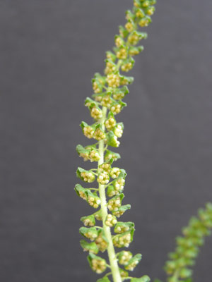 Ragweed-male-flowers-with-pollen