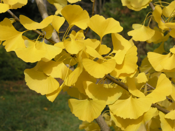 Golden gingko