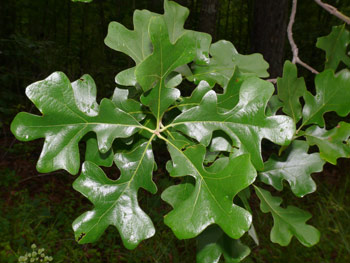 Leaves