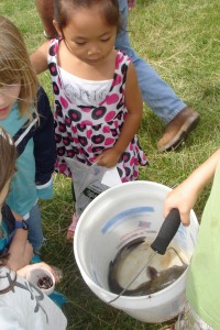 dsc07848 Hannah Li (age 6), checking out one of the many catfish caught on Saturday.