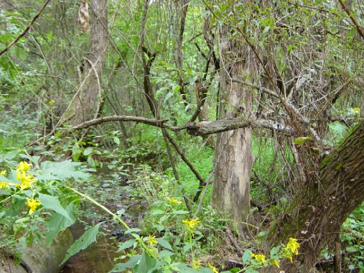 Trail along Caterpillar Creek