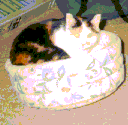 calico
