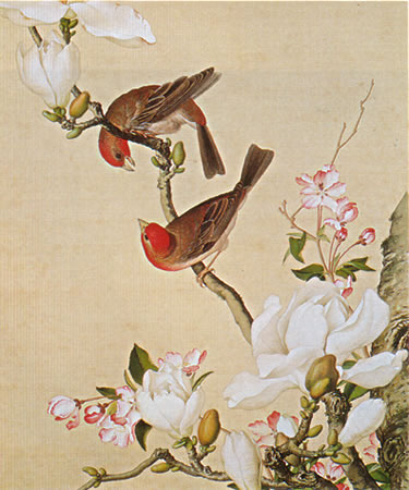 Album of Flower Paintings, Leaf 4, Lang Shining (Giuseppe Castiglione, S.J.) (1688-1766)