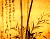 Paintings, Albums, Album of Bamboo in 4 Seasons, Leaf 4