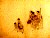 Paintings, Albums, Album of Beggars and Street Entertainers, Leaf 1