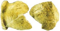 A frontal and an occipital unearthed in 1966
