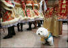 Chinese New Year Celebrations