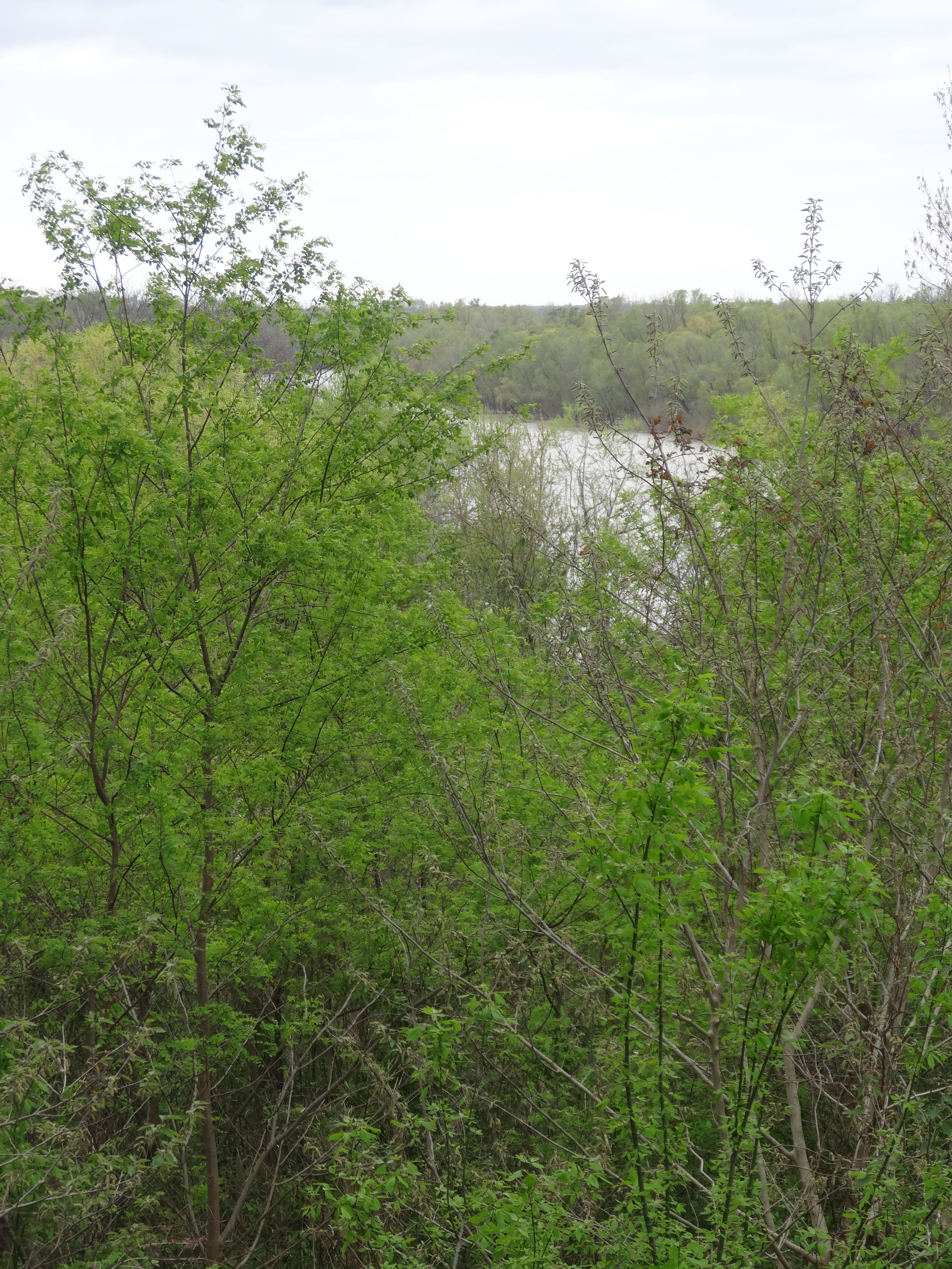 Snyder's Bluff