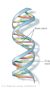 DNA